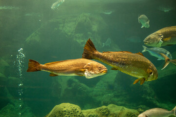 fish in aquarium 