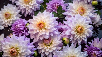 Beautiful purple dahlia flower with water drops. Springtime Concept. Mothers Day Concept with a Copy Space. Valentine's Day.