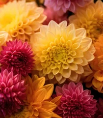 Fototapeten Colorful dahlia flowers as a background, top view. Springtime Concept. Mothers Day Concept with a Copy Space. Valentine's Day. © John Martin