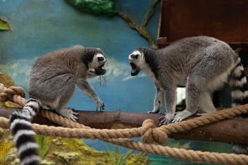 A cute pair of lemurs sits on a tree branch indoors at the zoo. Beautiful lemurs with lush striped tails are sitting on a branch and looking at something with interest. Lemur concept in the zoo.