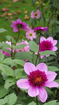 Blue Bayou Dahlia flowers in a garden. Beautiful lavender and lilac plants for spring background. Calm wind pink petals flowers.