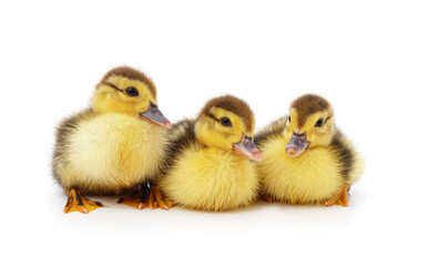Little yellow ducklings.
