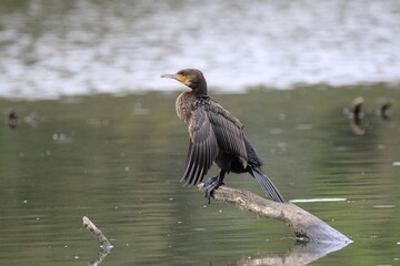 Kormoran (Phalacrocorax carbo)
