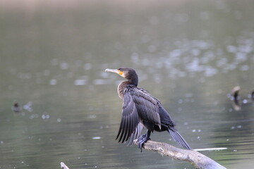 Kormoran (Phalacrocorax carbo)