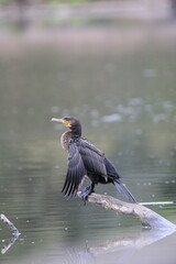 Kormoran (Phalacrocorax carbo)