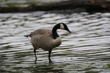 Kanadagans (Branta canadensis)