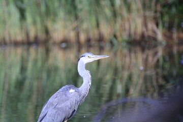 Graureiher (Ardea cinerea)