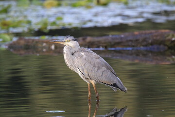 Graureiher (Ardea cinerea)