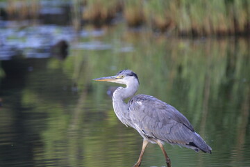 Naklejka premium Graureiher (Ardea cinerea)