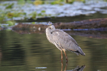 Graureiher (Ardea cinerea)