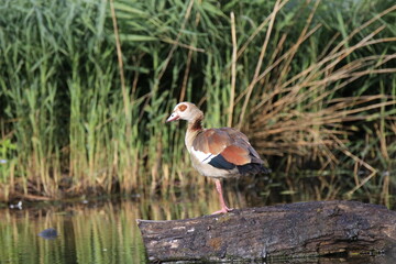 Nilgans (Alopochen aegyptiaca)
