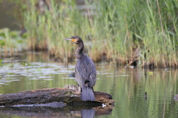 Kormoran (Phalacrocorax carbo)