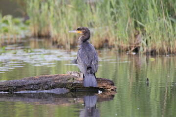 Kormoran (Phalacrocorax carbo)