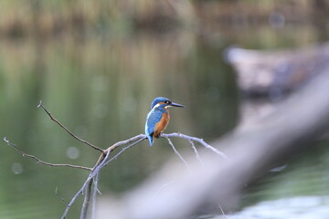 Eisvogel (Alcedo atthis)