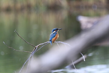 Eisvogel (Alcedo atthis)