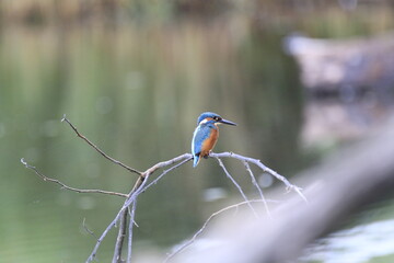 Eisvogel (Alcedo atthis)