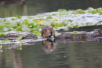 Nutria (Myocastor coypus)