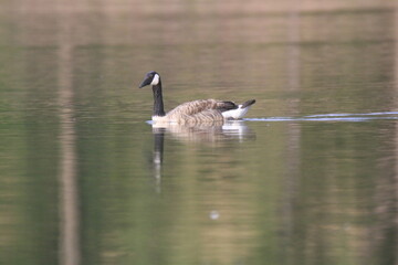 Kanadagans (Branta canadensis)