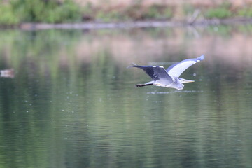Fototapeta premium Graureiher (Ardea cinerea)