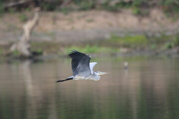 Graureiher (Ardea cinerea)