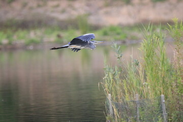 Graureiher (Ardea cinerea)