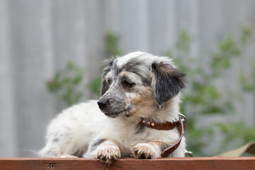 A small stray puppy in an animal shelter.Homeless animal problem.
