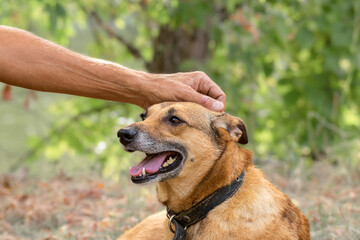 A person caresses a dog on the head.The relationship between a dog and a farmer, love and care for...