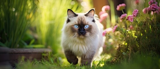 In the enchanting garden a young and beautiful purebred cat gracefully prances around showcasing its cute face mesmerizing eyes and undeniable beauty captivating all with its feline charm