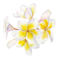 White frangipani illustration. Watercolor hand drawn clip art of exotic flower plumeria. Tropical painting for wedding invitations, spa and massage salon prints, cosmetic packing, travel guides