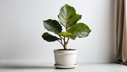 Stately fiddle leaf fig in a white pot, a stylish statement for modern interior design
