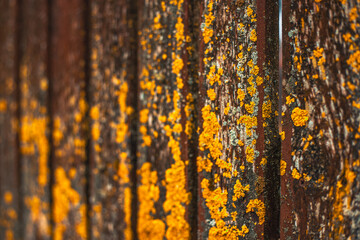 Wooden board with moss and old paint. Background wood plank.