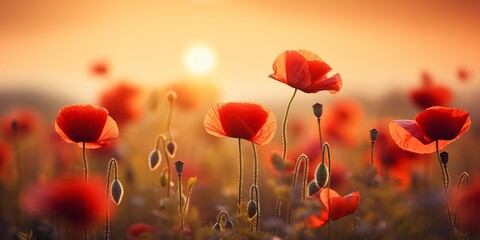 Beautiful nature background with red poppy flower poppy in the sunset in the field. Remembrance day, Veterans day, lest we forget concept.