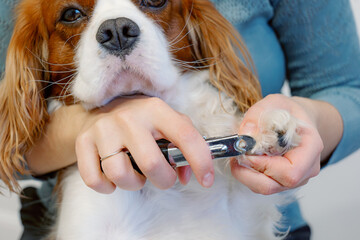 Woman cuts dog nails on paw at home grooming. Cavalier king charles spaniel