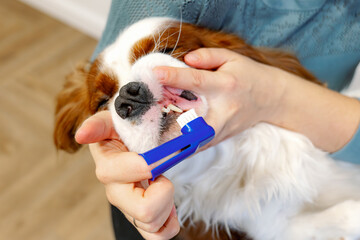 Canine Oral Hygiene. Dog during the procedure of brushing teeth and removing tartar at home.The...