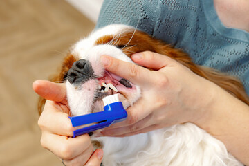 Canine Oral Hygiene. Dog during the procedure of brushing teeth and removing tartar at home.The...