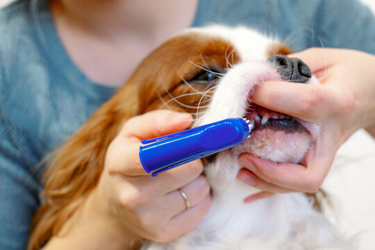Canine Oral Hygiene. Dog during the procedure of brushing teeth and removing tartar at home.The girl's hands hold a toothbrush with paste next to the dog's face. Dental Brushing Dogs Teeth