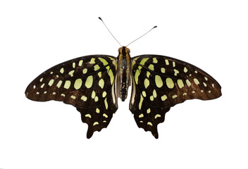Fototapeta premium butterfly Graphium agamemnon on a white background, top view