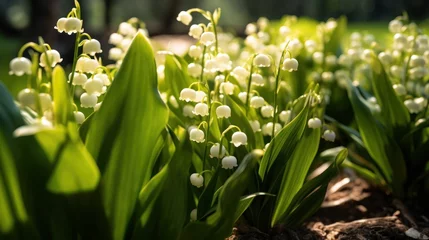 Foto auf Acrylglas Lily of the valley, Convallaria majalis, water drops. Convallaria majalis. Springtime Concept. Mothers Day Concept with a Copy Space. Valentine's Day. © John Martin