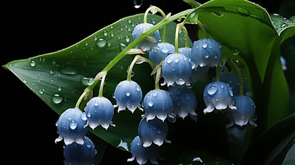 Küchenrückwand glas motiv Blue Lily of the valley with water drops on a black background. Convallaria majalis. Springtime Concept. Mothers Day Concept with a Copy Space. Valentine's Day. © John Martin