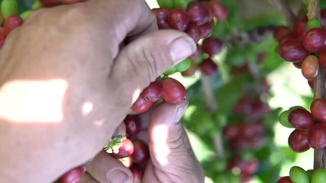 Manos de campesino recolectando caf&eacute; colombiano 