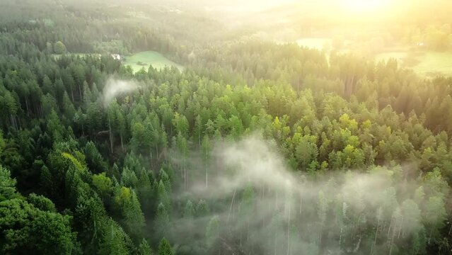 Drone panning over forest in early fog and sunshine