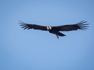 Andean condor in Colca Arequipa