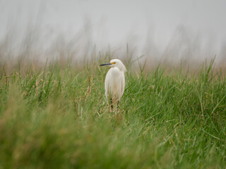 White Heron in Arequipa, Peru