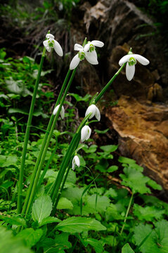 K&ouml;nigin-Olga-Schneegl&ouml;ckchen // Queen Olga's snowdrop (Galanthus reginae-olgae) - Poly Limni, Peloponnes, Griechenland