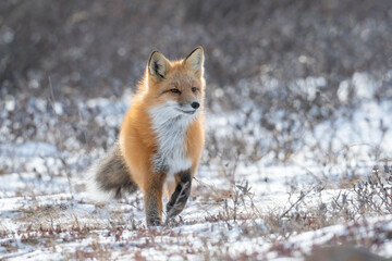 Red fox searching for food