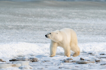 Polar Bear on the shore of Hudson