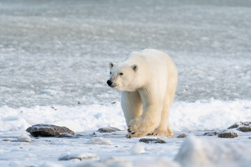 Polar Bear on the shore of Hudson