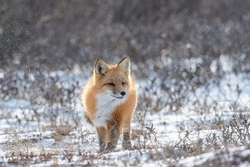 Red fox searching for food