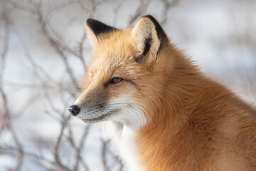 Obraz premium Portrait of a red fox