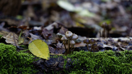 Autumn Landscapes - Mushrooms and moss in the woods